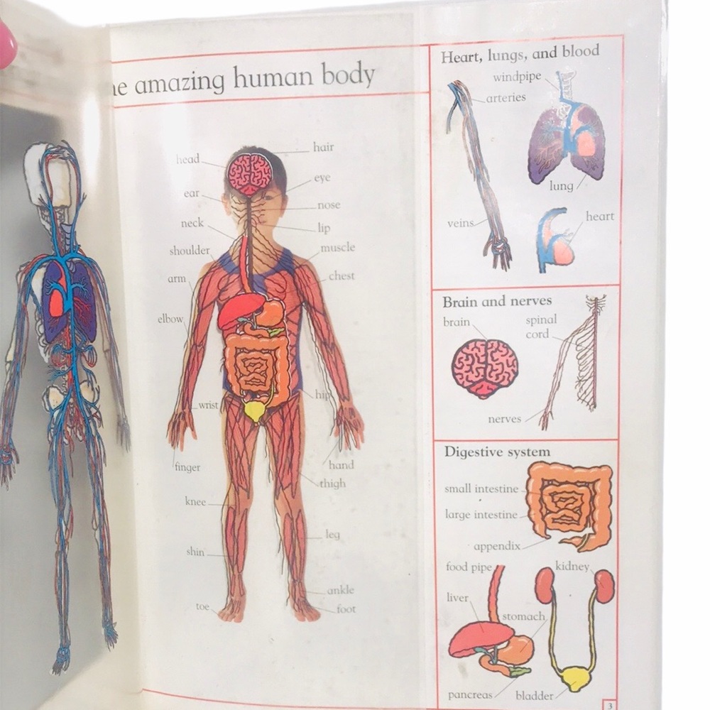 My First Body Book Christopher Rice & Melanie Rice - Picture 5 of 8